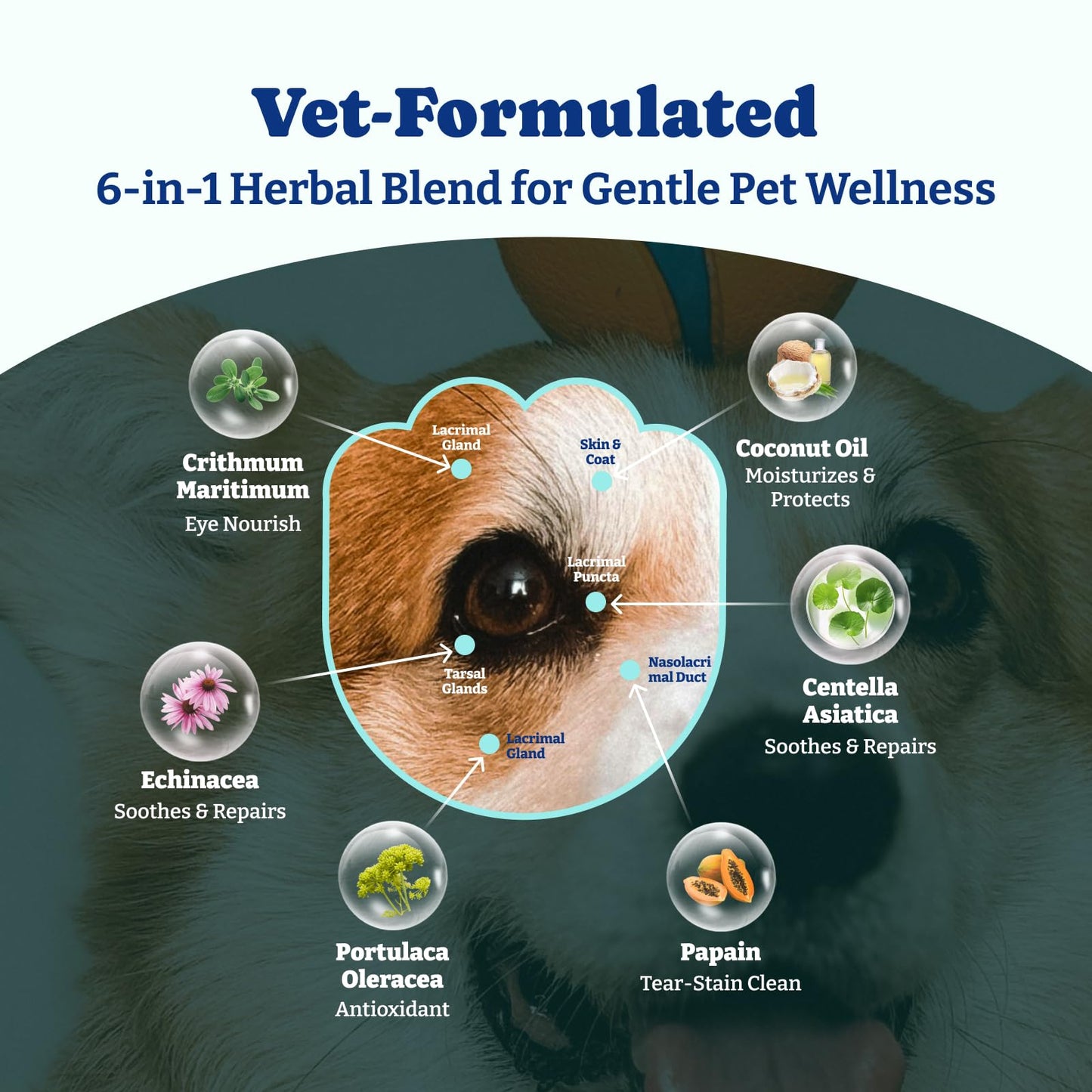 犬用涙やけ除去シート（生分解性）120枚入り