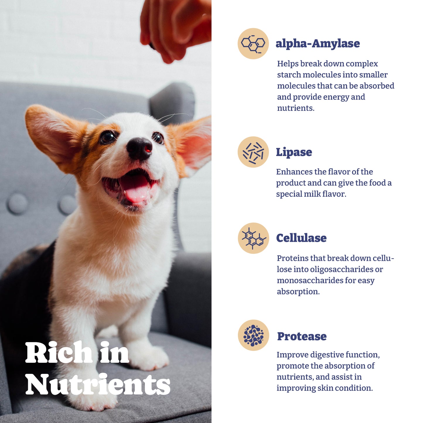 犬用プロバイオティクスと消化酵素