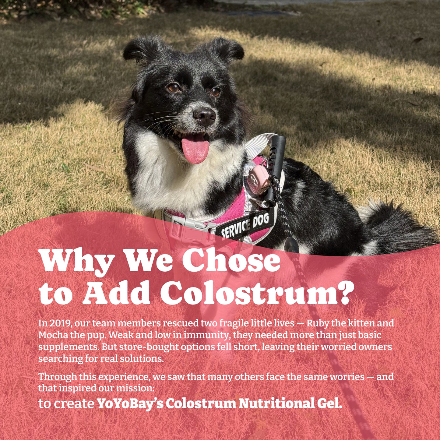 猫と犬のための牛初乳栄養ジェル